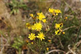Attēlu rezultāti vaicājumam “Hieracium umbellatum”