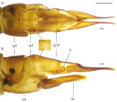 Attēlu rezultāti vaicājumam “Tipulidae larva”