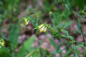 Attēlu rezultāti vaicājumam “Melampyrum pratense”