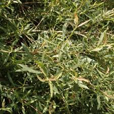 Attēlu rezultāti vaicājumam “Salix purpurea”