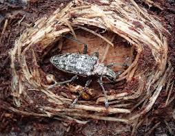 Attēlu rezultāti vaicājumam “Rhagium inquisitor”