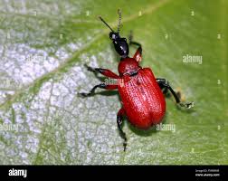 Attēlu rezultāti vaicājumam “Apoderus coryli”