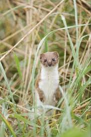 Attēlu rezultāti vaicājumam “Mustela nivalis adult”