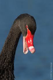 Attēlu rezultāti vaicājumam “Cygnus cygnus juvenile”