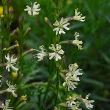 Attēlu rezultāti vaicājumam “Silene tatarica”