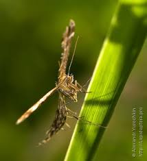 Attēlu rezultāti vaicājumam “Cnaemidophorus rhododactyla”