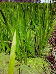 Attēlu rezultāti vaicājumam “Acoraceae”