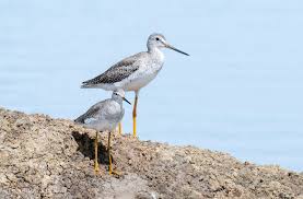 Image result for Tringa melanoleuca