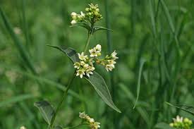Attēlu rezultāti vaicājumam “Vincetoxicum hirundinaria fruit”