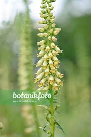 Image result for Digitalis lutea