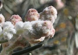 Attēlu rezultāti vaicājumam “Lophozia laxa macro”