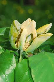 Attēlu rezultāti vaicājumam “Magnolia acuminata flower”