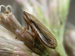 Attēlu rezultāti vaicājumam “Neophilaenus lineatus”