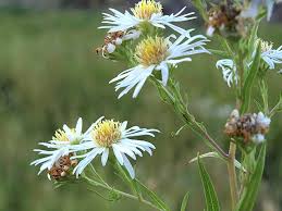 Attēlu rezultāti vaicājumam “Symphyotrichum x salignum flower”