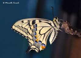 Attēlu rezultāti vaicājumam “Papilio machaon”