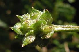 Attēlu rezultāti vaicājumam “Ranunculus cassubicus bud”