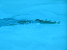 Image result for Boreogadus saida