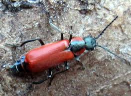 Attēlu rezultāti vaicājumam “Anthocomus rufus”