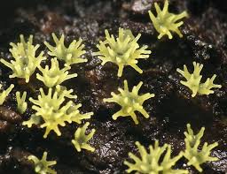 Attēlu rezultāti vaicājumam “Ceratiomyxa fruticulosa plasmodium”