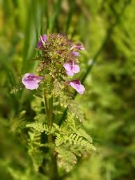 Attēlu rezultāti vaicājumam “Pedicularis palustris flower”