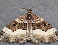 Attēlu rezultāti vaicājumam “Euphyia unangulata”