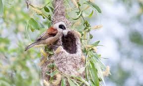 Attēlu rezultāti vaicājumam “Remiz pendulinus adult”