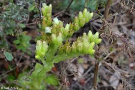 Attēlu rezultāti vaicājumam “Jovibarba globifera flower”