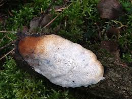 Attēlu rezultāti vaicājumam “Dichomitus campestris”