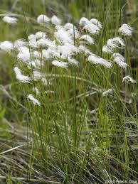 Attēlu rezultāti vaicājumam “Trichophorum alpinum fruit”