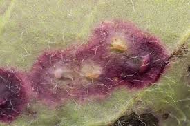 Attēlu rezultāti vaicājumam “Cystiphora sanguinea”