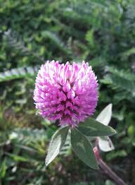 Attēlu rezultāti vaicājumam “Trifolium alpestre”