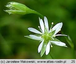 Attēlu rezultāti vaicājumam “Stellaria uliginosa”