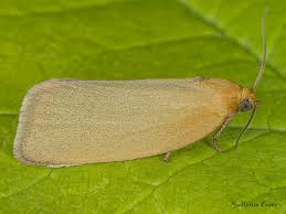 Attēlu rezultāti vaicājumam “Aphelia paleana larva”