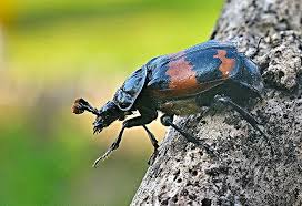 Attēlu rezultāti vaicājumam “Nicrophorus investigator”