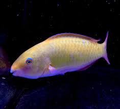 Image result for Scarus psittacus