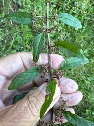 Attēlu rezultāti vaicājumam “Chenopodium polyspermum”