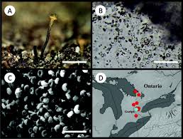 Attēlu rezultāti vaicājumam “Chaenotheca chlorella”