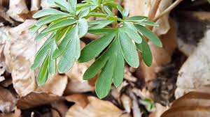 Attēlu rezultāti vaicājumam “Corydalis solida leaf”