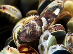 Image result for Myoxocephalus scorpioides