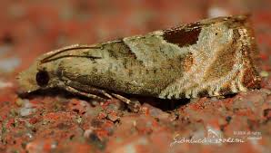 Attēlu rezultāti vaicājumam “Notocelia uddmanniana”