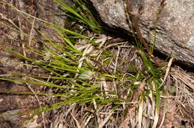 Attēlu rezultāti vaicājumam “Carex caryophyllea flower”