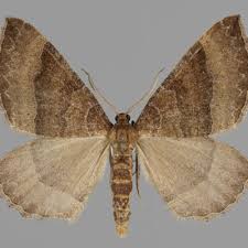 Attēlu rezultāti vaicājumam “Larentia clavaria”