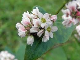 Attēlu rezultāti vaicājumam “Fagopyrum esculentum flower”