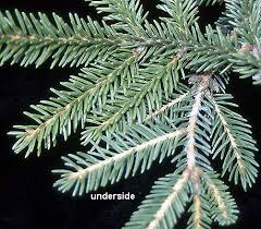 Attēlu rezultāti vaicājumam “Picea orientalis”