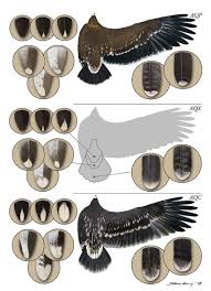 Attēlu rezultāti vaicājumam “Aquila pomarina adult”