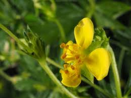 Attēlu rezultāti vaicājumam “Potentilla erecta bud”