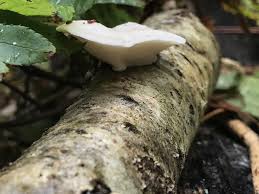 Attēlu rezultāti vaicājumam “Tyromyces chioneus”