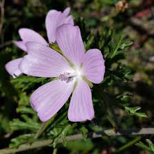 Image result for Malva moschata