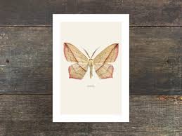 Attēlu rezultāti vaicājumam “Timandra comae”