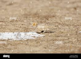 Image result for Syrrhaptes paradoxus